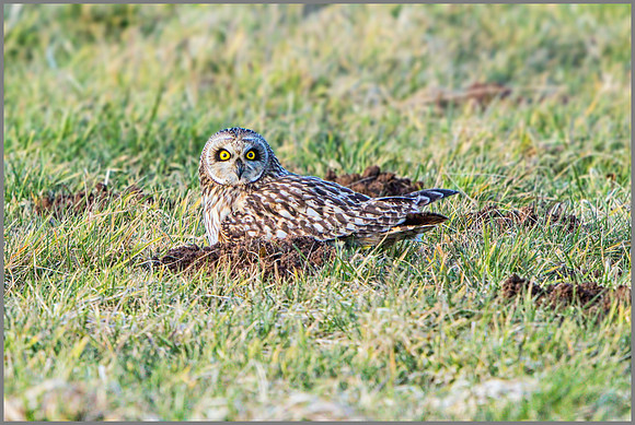 Short-eared Owl (Asio flammeus), February 2015