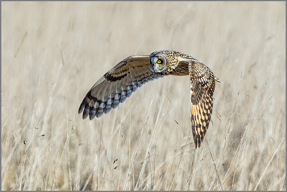 Short-eared Owl (Asio flammeus), February 2015