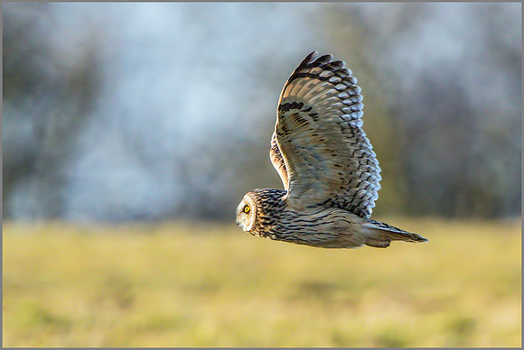 Short-eared Owl (Asio flammeus), February 2015