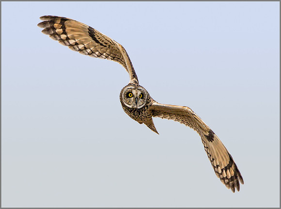 Short-eared Owl (Asio flammeus), February 2015
