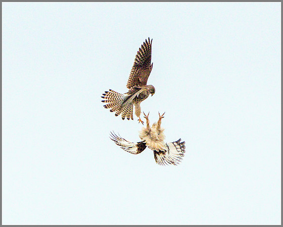 Short-eared Owl, (Asio flammeus), February 2015