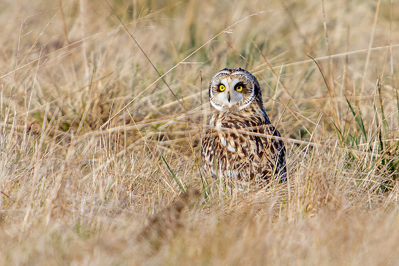 Short-eared Owl - Asio flammeus