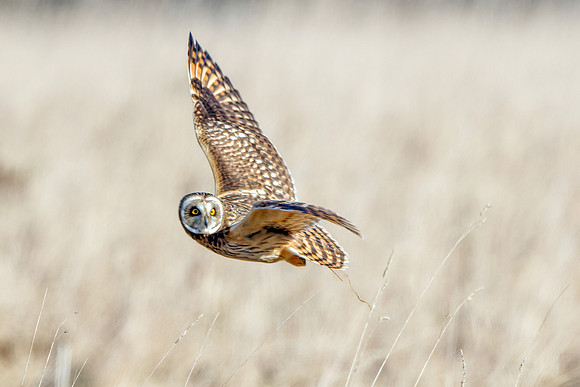 Short-eared Owl - Asio flammeus