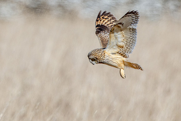 Short-eared Owl - Asio flammeus