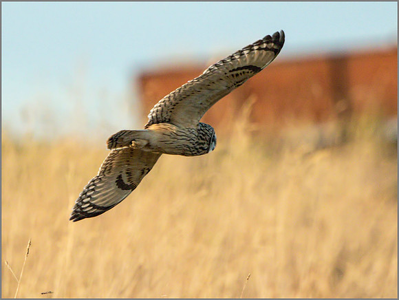 Short-eared Owl (Asio flammeus), Gloucestershire, December 2014