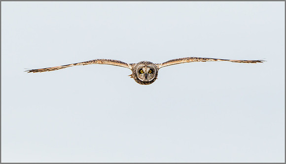 Short-eared Owl, (Asio flammeus), February 2015