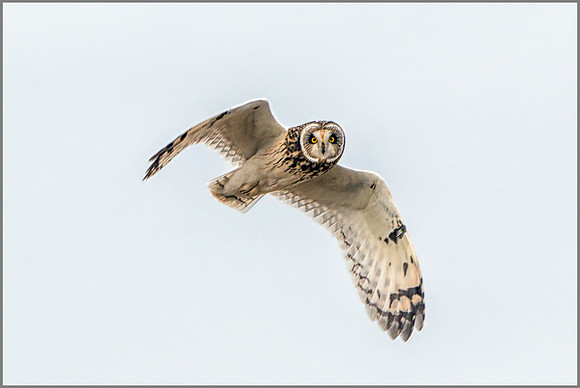 Short-eared Owl, (Asio flammeus), February 2015