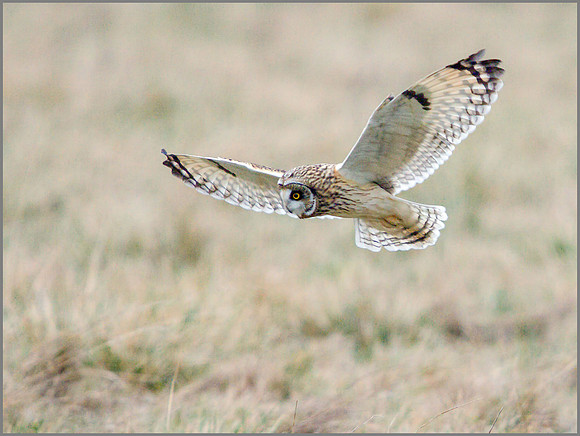 Short-eared Owl, Northamptonshire, 11 January 2012