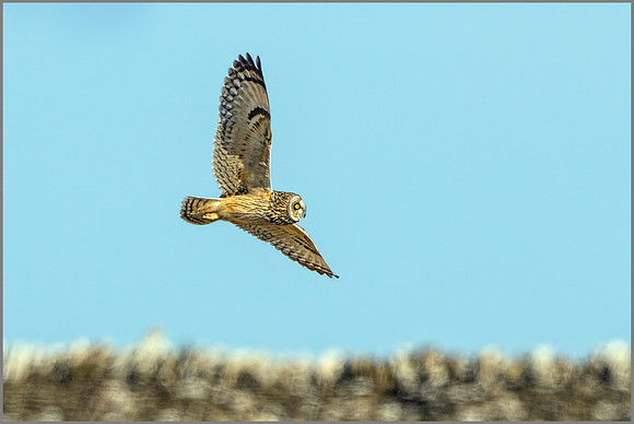 Short-eared Owl (Asio flammeus), February 2015