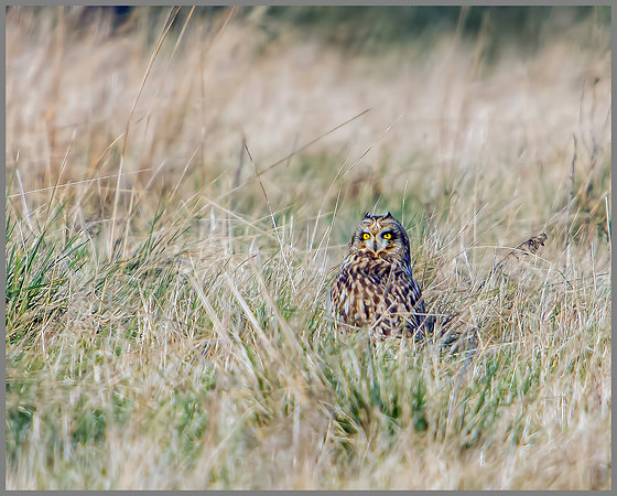 Short-eared Owl, Northamptonshire, 13 January 2012