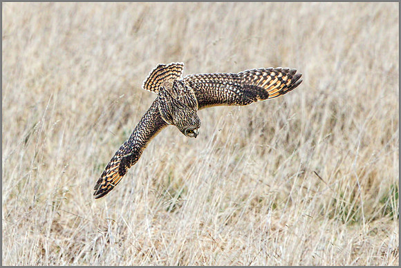 Short-eared Owl, (Asio flammeus), February 2015