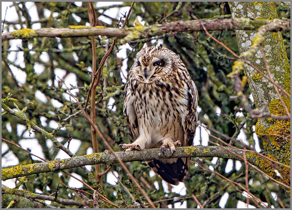 Short-eared Owl (Asio flammeus), Worcestershire, February 2016