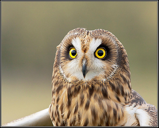 Short-eared Owl, Mid-Wales Falconry Centre, February 2009