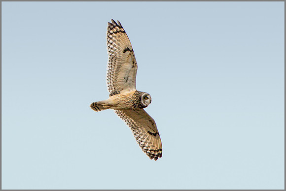 Short-eared Owl, (Asio flammeus), February 2015
