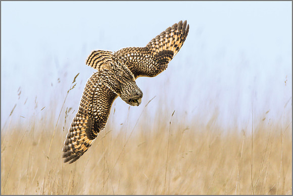 Short-eared Owl (Asio flammeus).