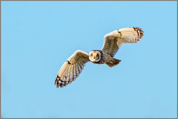 Short-eared Owl (Asio flammeus), Gloucestershire, February 2016