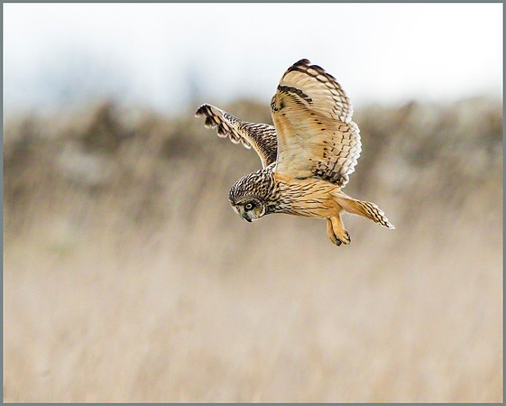 Short-eared Owl (Asio flammeus), February 2015