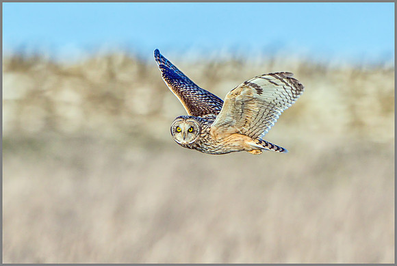 Short-eared Owl (Asio flammeus).
