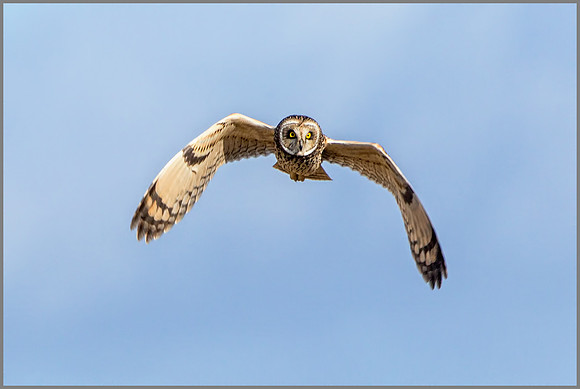 Short-eared Owl (Asio flammeus), February 2015