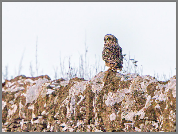 Short-eared Owl (Asio flammeus), Gloucestershire, December 2014