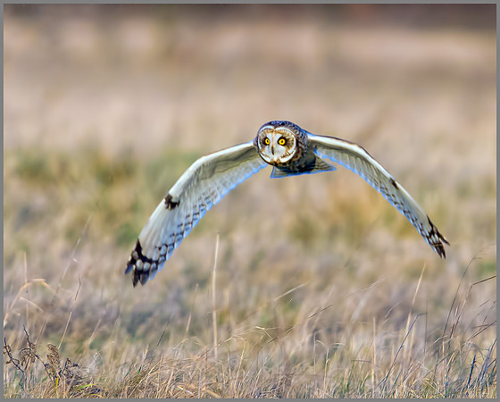 Short-eared Owl, Northamptonshire, 13 January 2012