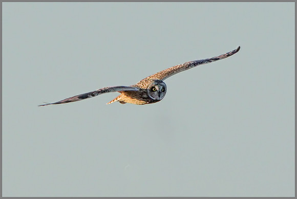 Short-eared Owl (Asio flammeus), Gloucestershire, December 2014