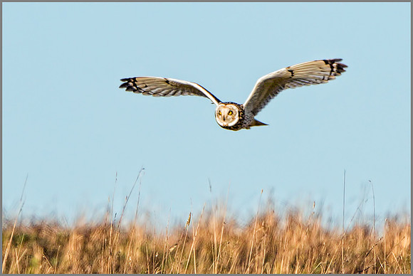 Short-eared Owl (Asio flammeus), Gloucestershire, February 2016