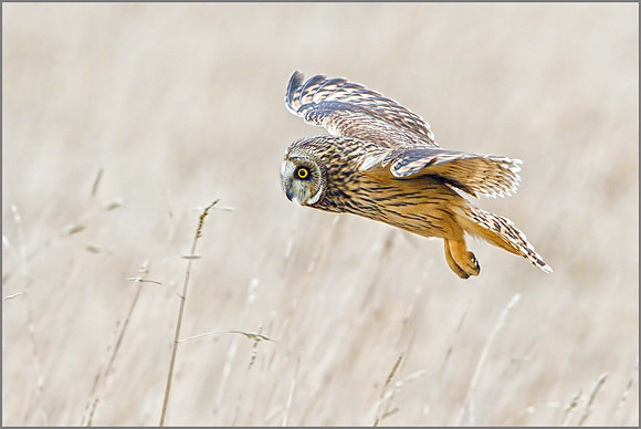 Short-eared Owl (Asio flammeus), February 2015