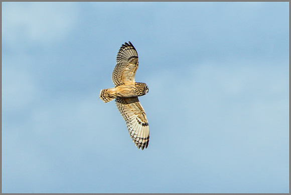 Short-eared Owl (Asio flammeus), February 2015