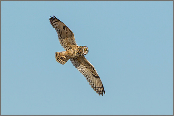 Short-eared Owl (Asio flammeus), February 2015