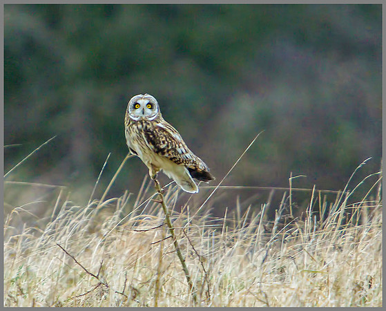 Short-eared Owl, Northamptonshire, 11 January 2012
