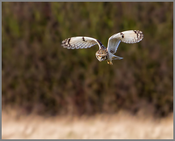 Short-eared Owl, Northamptonshire, 27 January 2012