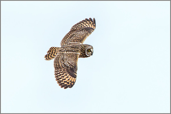 Short-eared Owl, (Asio flammeus), February 2015