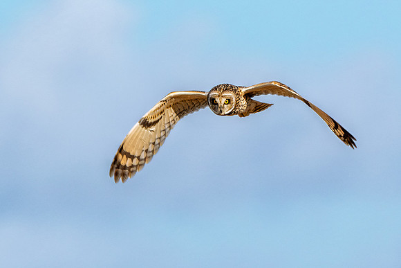 Short-eared Owl - Asio flammeus