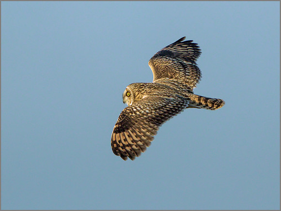 Short-eared Owl (Asio flammeus), Gloucestershire, December 2014