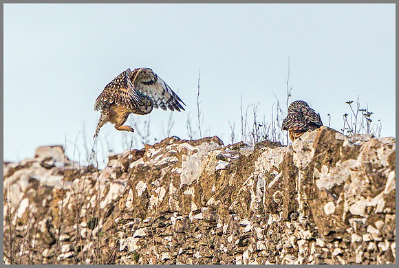 Short-eared Owls (Asio flammeus), Gloucestershire, December 2014