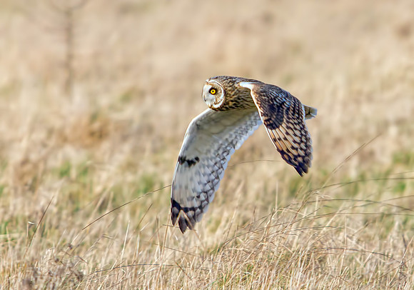 Short-eared Owl, Northamptonshire, 27 January 2012
