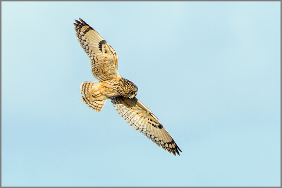 Short-eared Owl (Asio flammeus), February 2015