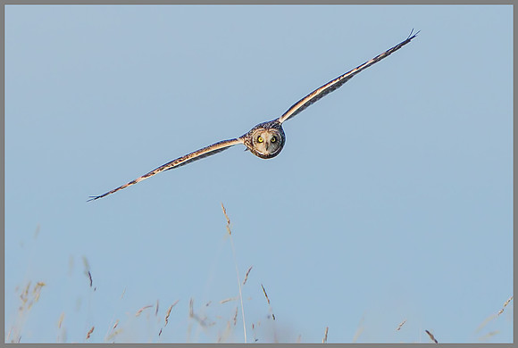 Short-eared Owl (Asio flammeus), Gloucestershire, December 2014