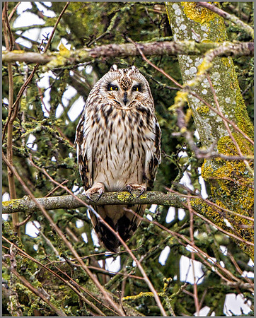 Short-eared Owl (Asio flammeus), Worcestershire, February 2016
