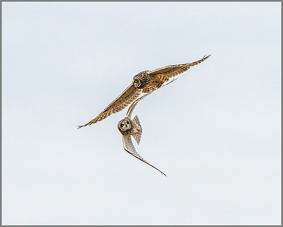 Short-eared Owls, (Asio flammeus), February 2015