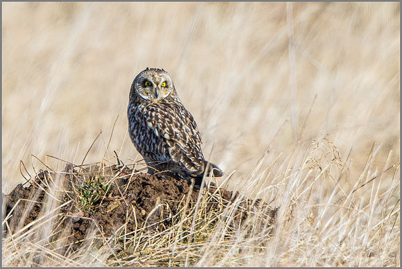 Short-eared Owl (Asio flammeus), February 2015