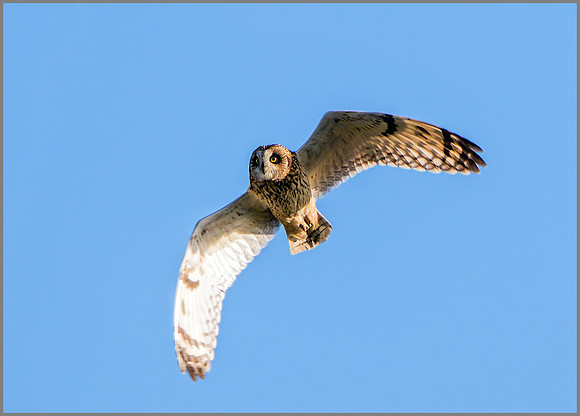 Short-eared Owl (Asio flammeus), Worcestershire, January 2016