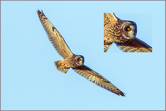 Short-eared Owl (Asio flammeus), February 2015