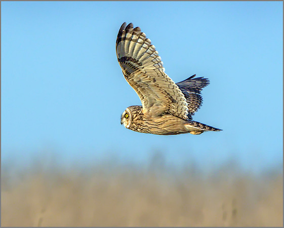 Short-eared Owl (Asio flammeus), Gloucestershire, December 2014