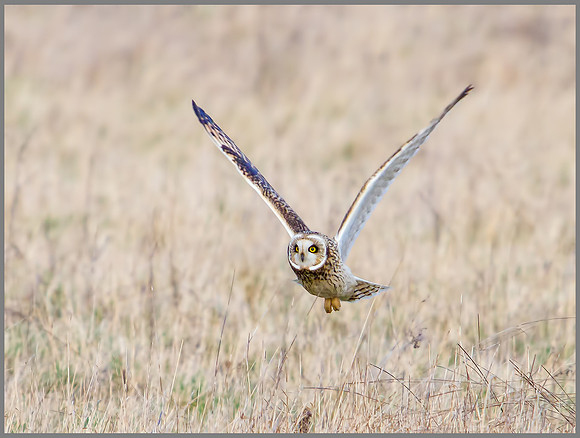 Short-eared Owl, Northamptonshire, 27 January 2012