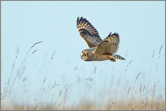 Short-eared Owl (Asio flammeus).