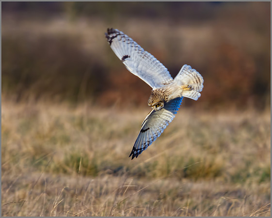 Short-eared Owl, Northamptonshire, 13 January 2012