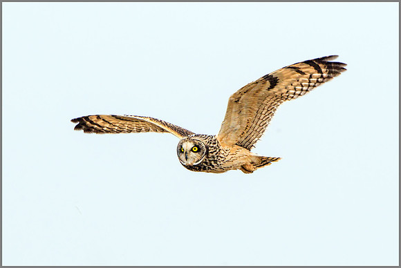 Short-eared Owl (Asio flammeus).
