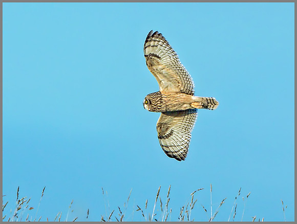 Short-eared Owl (Asio flammeus), Gloucestershire, December 2014